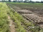 Agriculture land / agricultural land / coconut farm / farm land