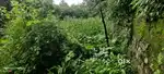 7 Marle plot near Thakur Nursing home Hamirpur