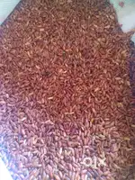 Mapla samba ( red rice )
