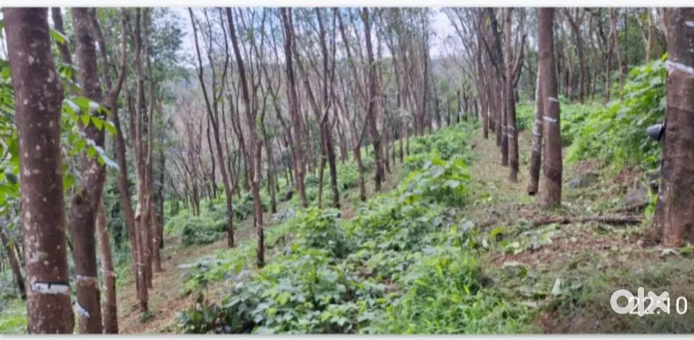 3 acre rubber plantation for sale