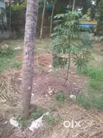 7.5 cent residential plot punthi road kumarapuram