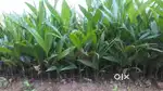 Kamuku plants