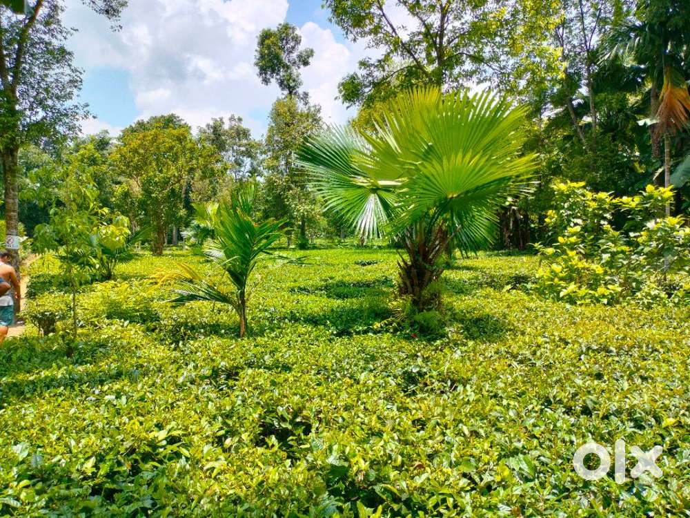 Land with commercial tea bagan and a Assam type house.