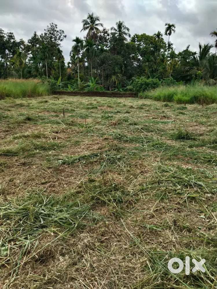 Pattoor 6 cent land for sale.