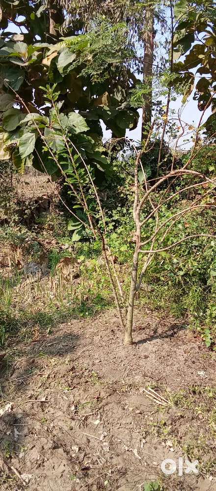 प्लांटेशन व tubebell