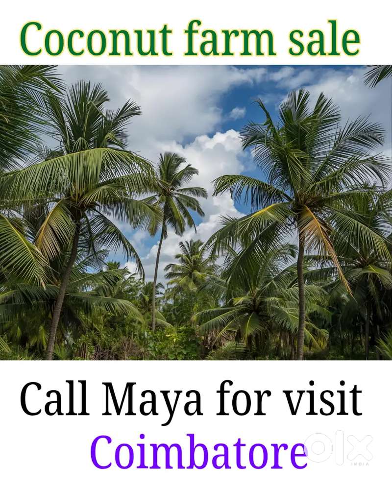 Coconut farm land sale
