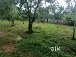 ഇരിഞ്ഞാലക്കുട വെള്ളങ്ങലൂരിൽ ഹൗസ് പ്ലോട്ടുകൾ വില്പനക്ക്