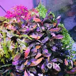 Aquarium plants