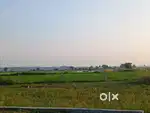 Low Cost Land near Dura for Agriculture or Farming