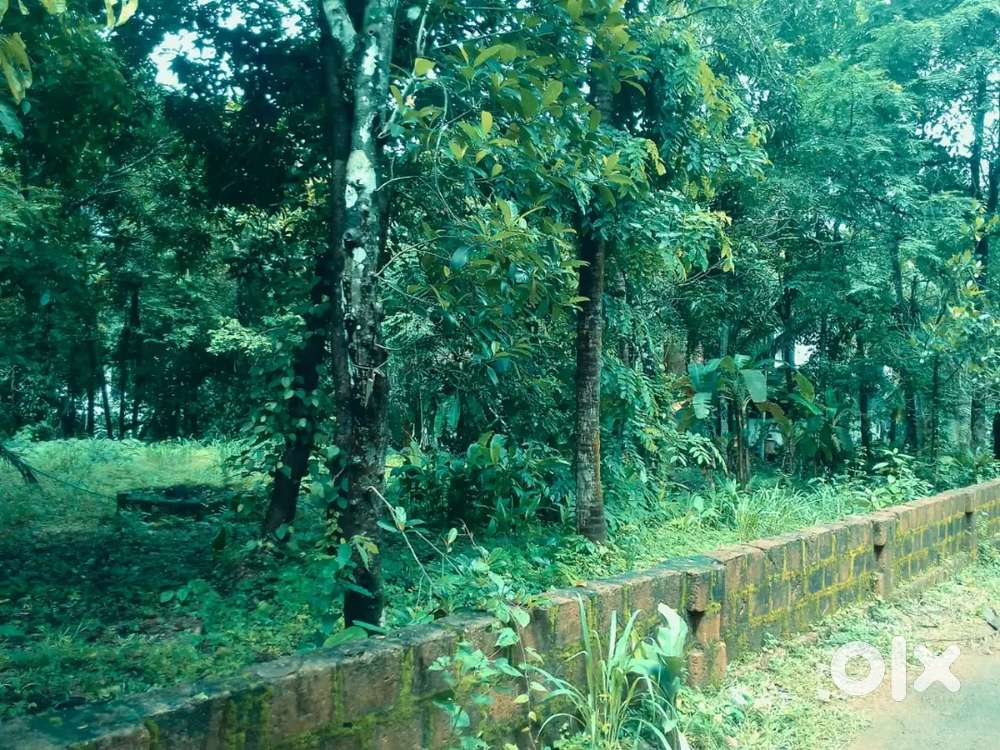 മെയിൻ റോഡിൽ നിന്നും 800 മീറ്റർ ദൂരത്തിൽ 10.20.30.സെന്റ് വില്പനക്ക്   .