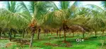 தோட்டம் மனை  விற்பனைக்கு சிறுகானூர் திருச்சி