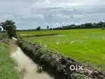 Agriculture land thitacherry near thittacherry