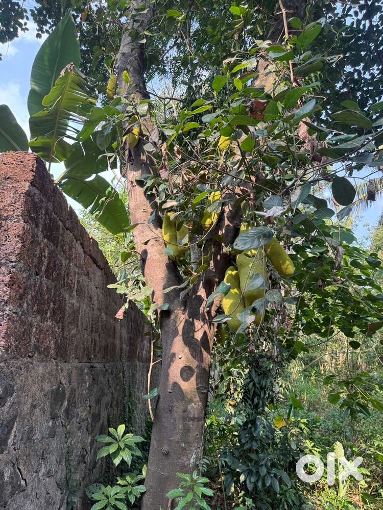 Commercial or Residential plot