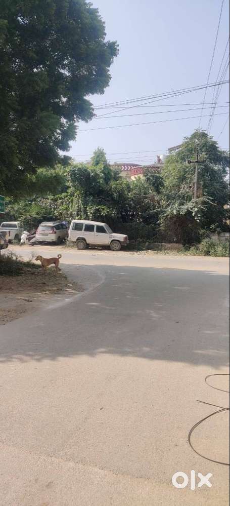 पशु सेवा संस्था में दंपत्ति के लिए काम