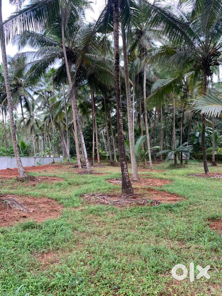 51.5 cent land, clear title for Sale