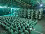 Mushroom farm setup for sale