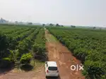 Guava Farm