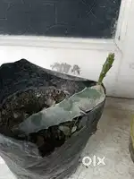 Dragon fruit plant