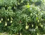 Mango Farm