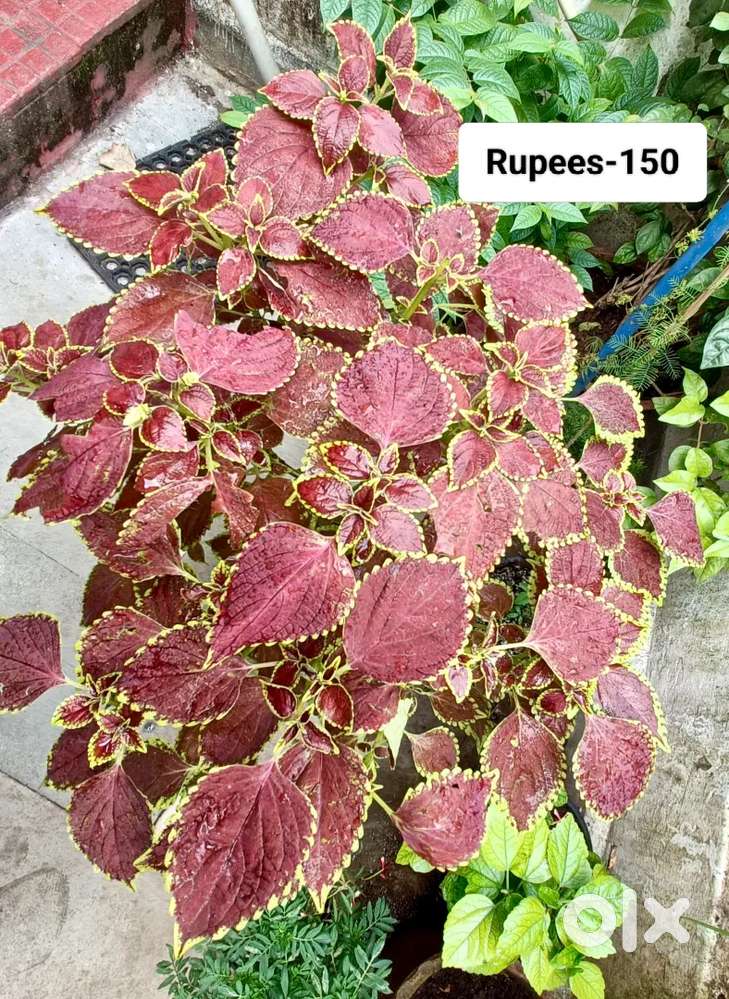 Coleus Plant for sale