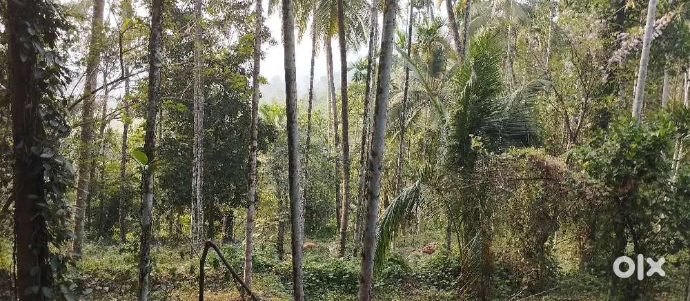 ഒരു ഏക്കർ 3 1/4 സെന്റ് സ്ഥലം