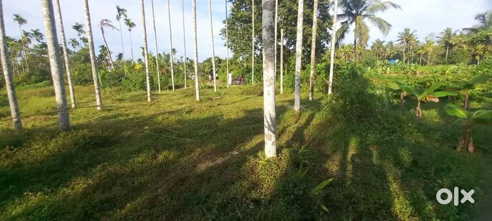 തലശ്ശേരി പൊന്നിയം പാലം സ്ക്വയർ പ്ലോട്ട് വില്പനയ്ക്ക്