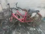 Hero &LadyBird (2Cycles-5k)