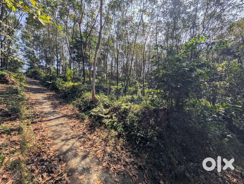 5 cent land , 5 സെൻ്റ് ഭൂമി