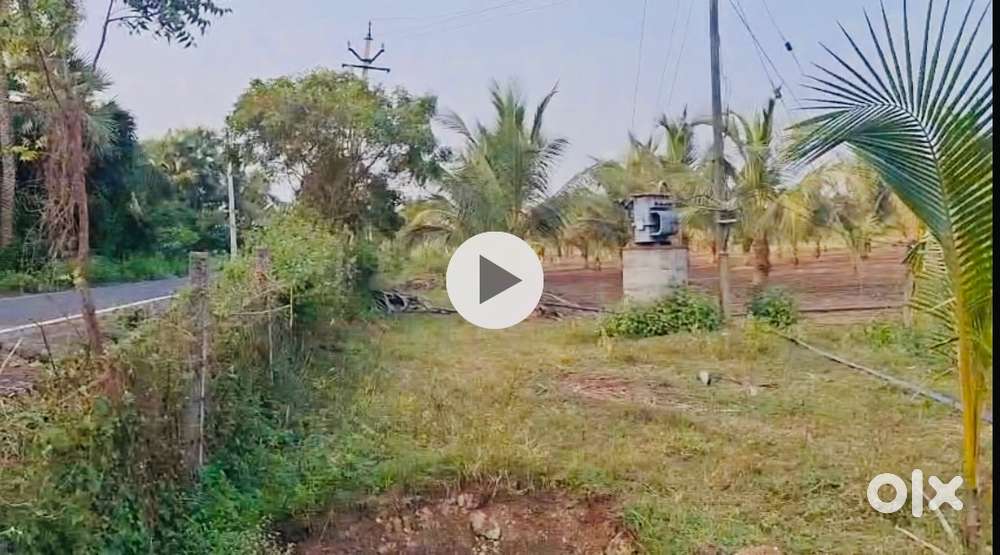 Coconut farm land for sale 8 Acres