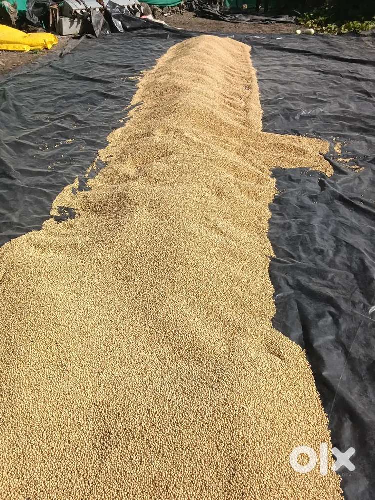 JS 2172 soyabeen ka beej he