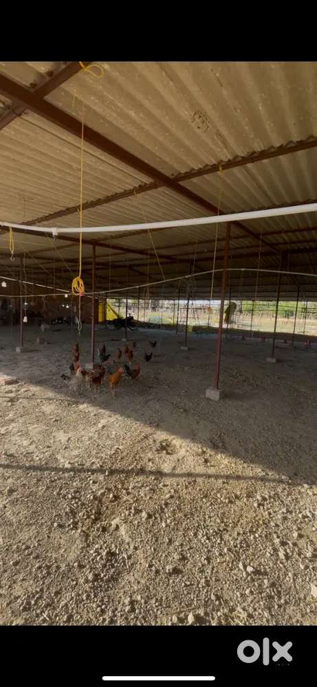 Poultry farm running+ agriculture land, total area 22000 sq ft.
