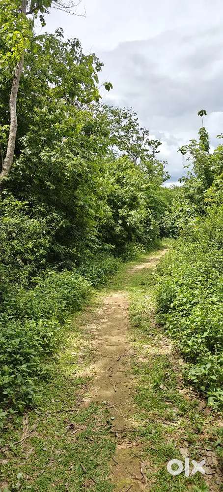 এক কানি পাঁচ গন্ডা (গামাই গাছ সহ)