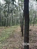 റബ്ബർ തോട്ടം