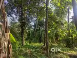 17 cent plot for sale. (17 സെൻ്റ് സ്ഥലം വില്പനയ്ക്ക്)
