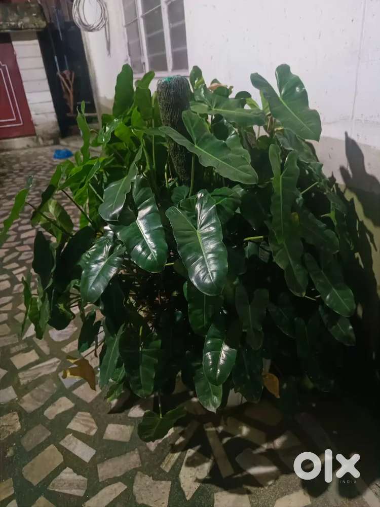 Philodendron 'Burle Marx' plant.