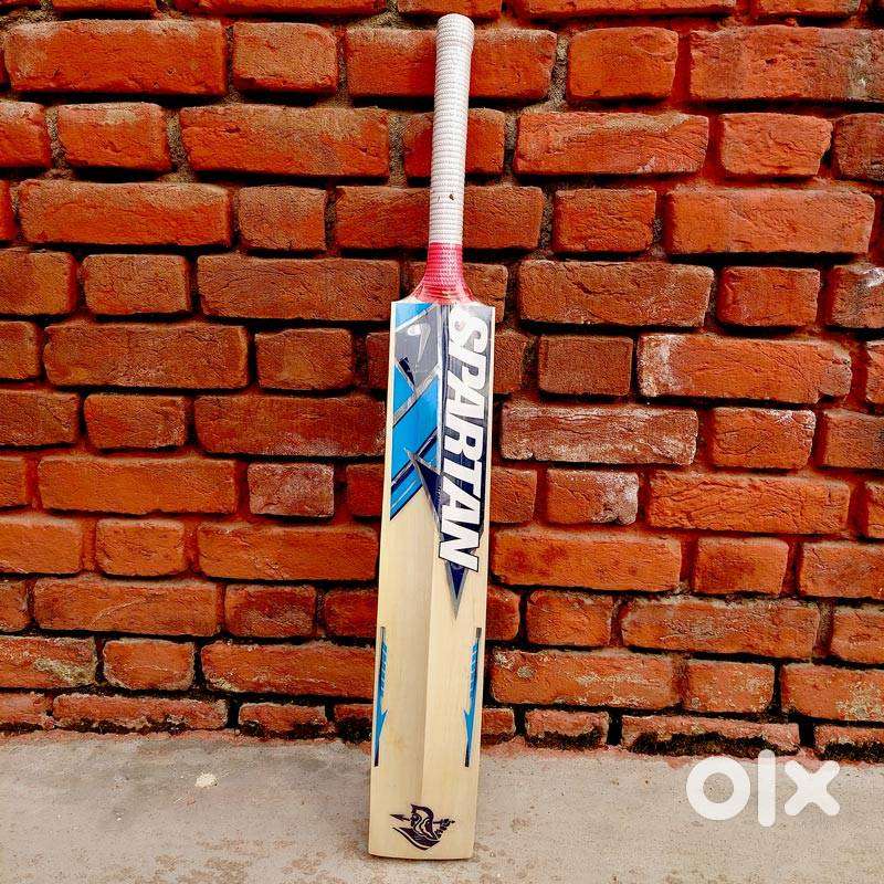 kashmir willow bats