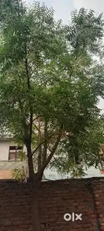 Neem Leaves and Neem Datun