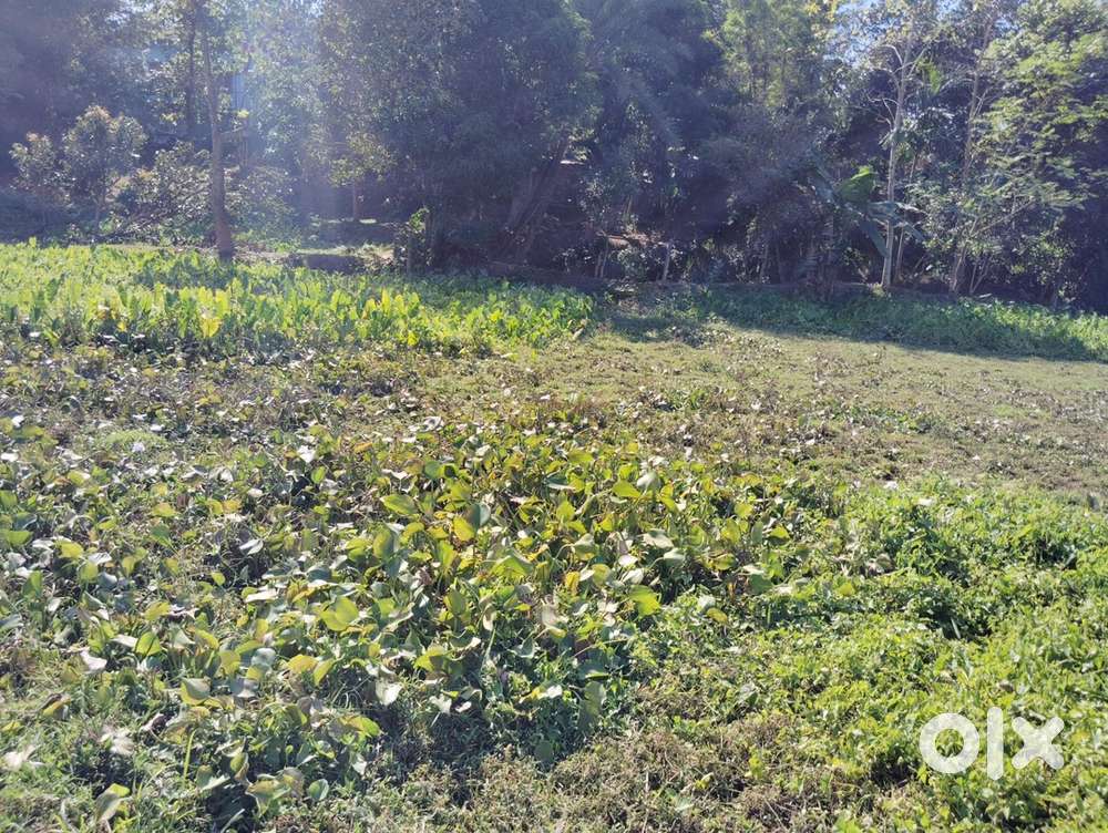 1.5 gonda theke 10 gonda plot for sale at Arundhati Nagar Road No 6