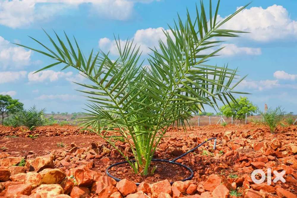 Low budget farmlands in nanded highway just 999rs per square yard best