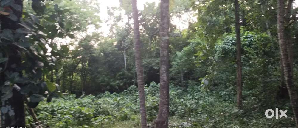 40 cent plot for sale at Nagaripuram,Pathiripala