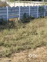 1331 sqyards commercial plot for sale at nutankal 100 feet road facing