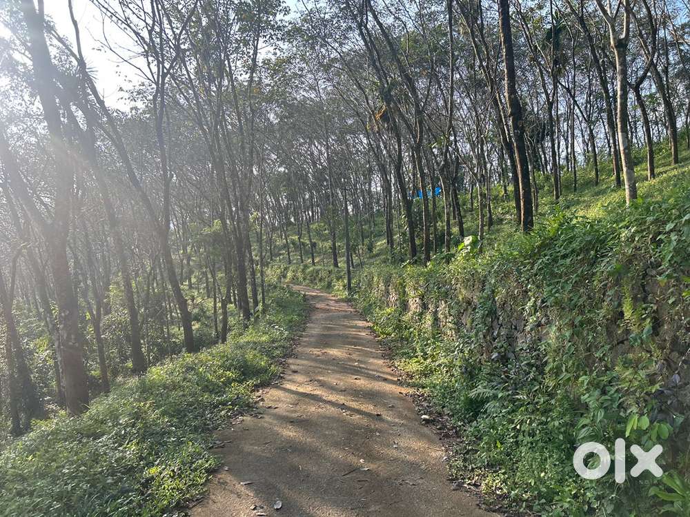 Rubber Estate for Sale