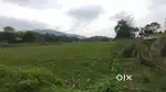 1 bigha near highway land for sale