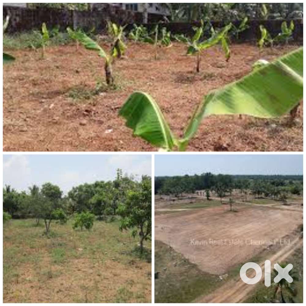 മാങ്ങ, വാഴ, റബ്ബർ തുടങ്ങവ കൃഷി  ചെയുവാനായി  സ്ഥലം