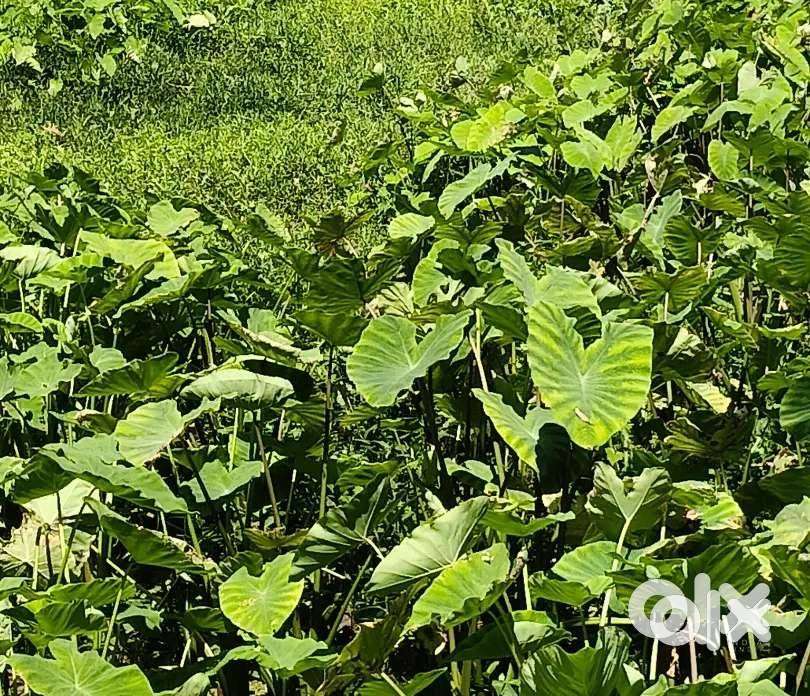 nilam with 2 sides road