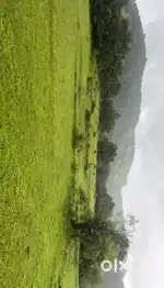 ४ एकर जागा विकणे, आंबा