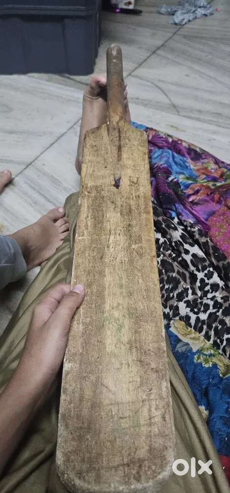 Bat of cricket