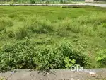 Plot near gas godown bijhauli on shyam kunj
