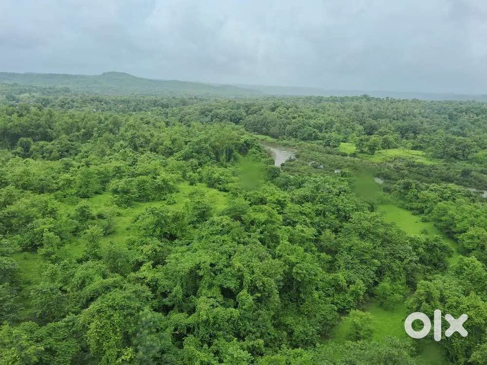 Mango Orchard of 70 trees for sale in Ratnagiri