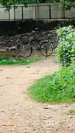 One month old cycle
